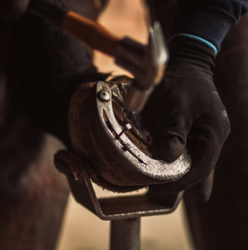 Veterinarian and farrier reviewing hoof radiograph