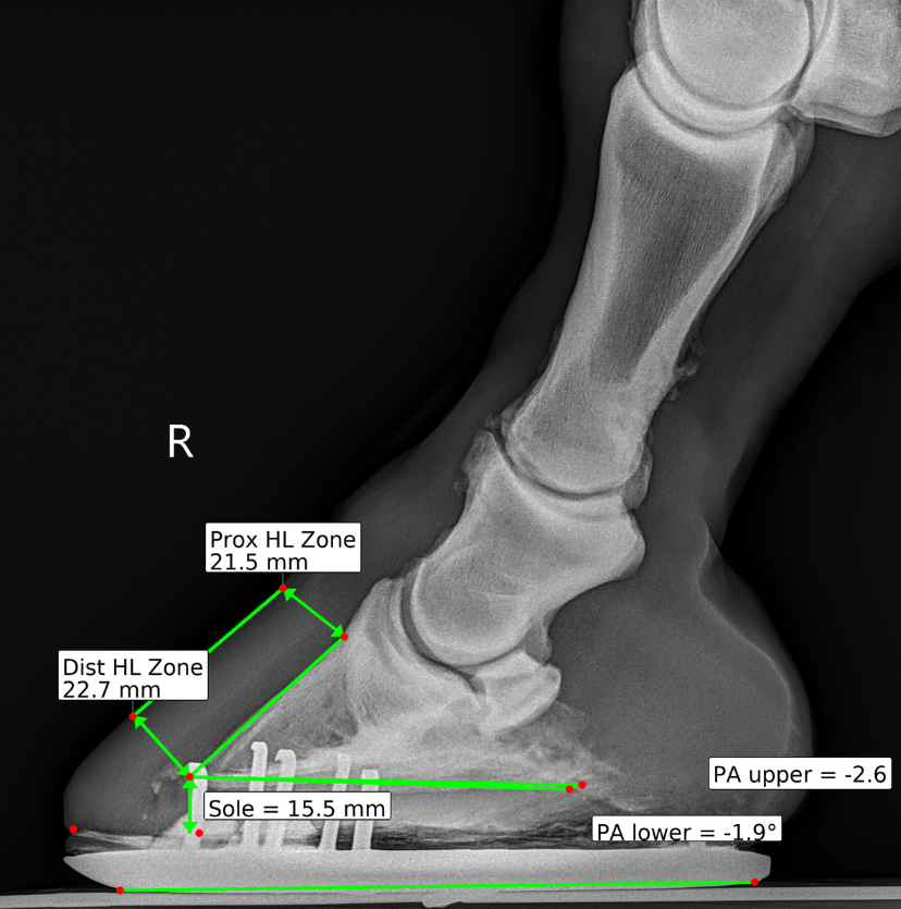 DigiHoof hoof radiograph report